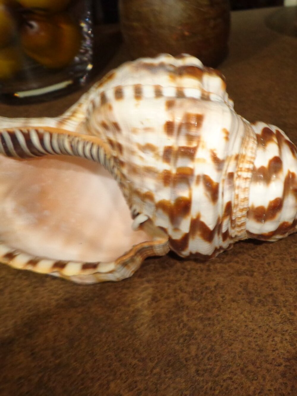 Sea Shell Authentic Caribbean Triton 10" L. Nature's Beauty